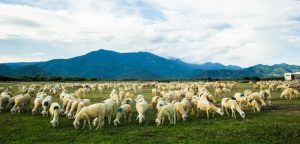  Những cánh đồng cừu tựa châu Âu